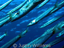 Diving at the Islands in Dahab, i managed to hover in the... by Justin Williams 